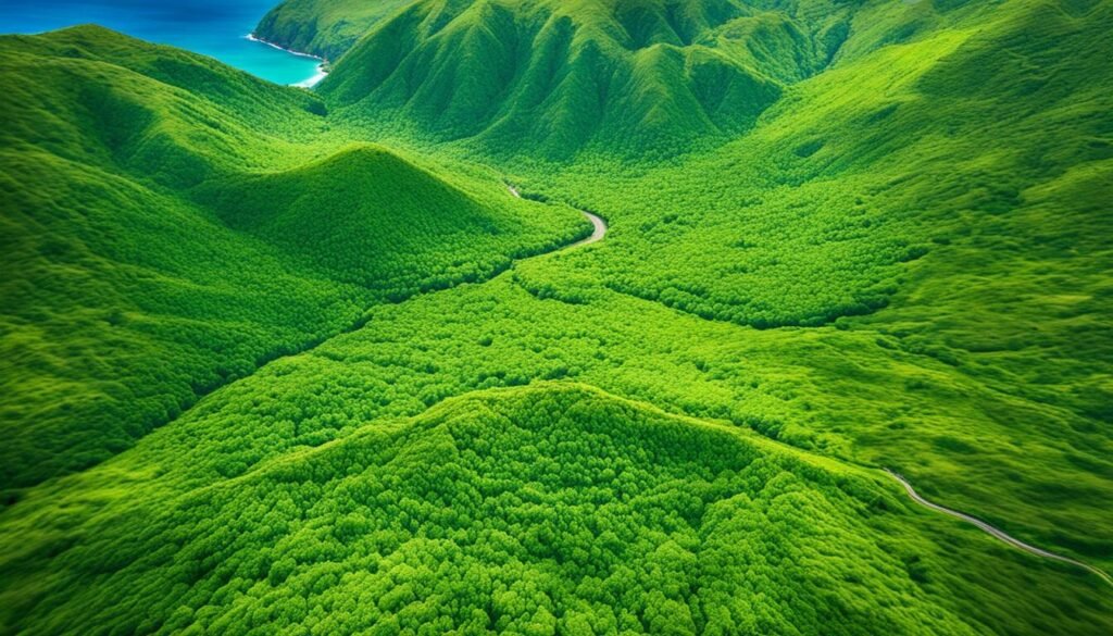 Saint Kitts and Nevis rainforest